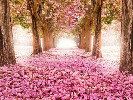 Beleza – Um assunto que me encanta! Ela é uma conquista?