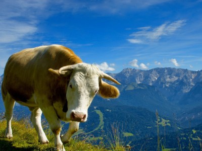 O que significa tornar-se vegano?