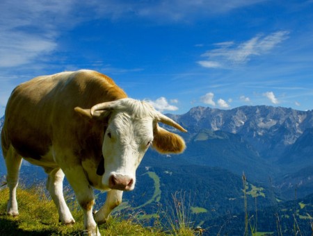 O que significa tornar-se vegano?